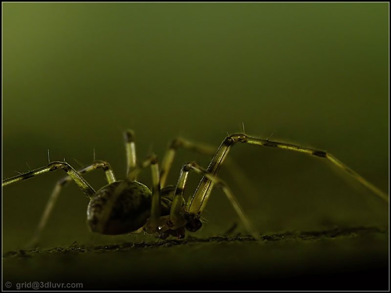 Spider111_01____ 