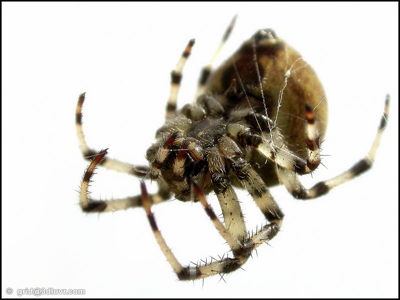 Spider115_01____ 