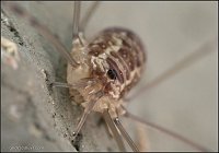 Spider105_01____ 