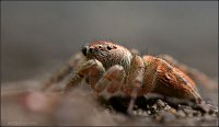 Spider109_01____ 